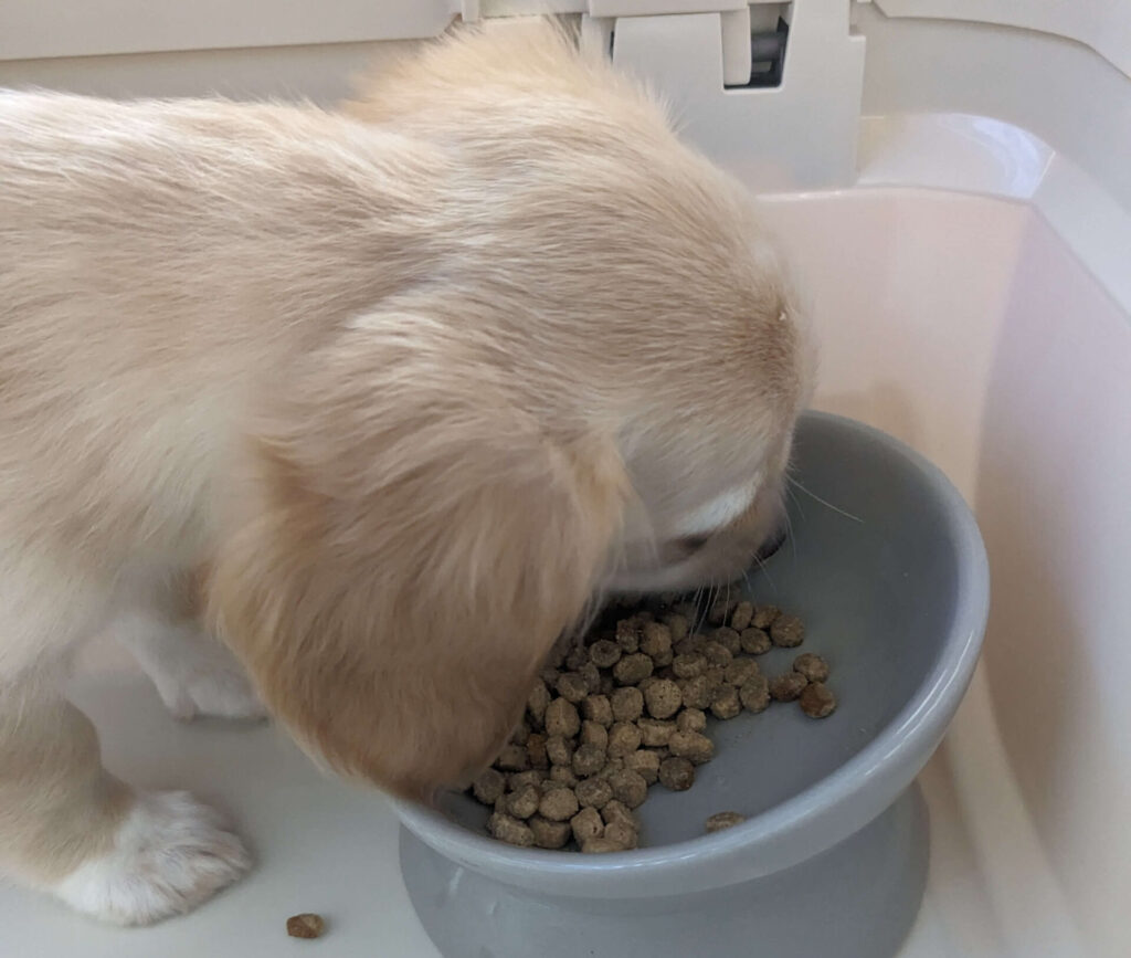 ご飯を食べるチワックスちゃん